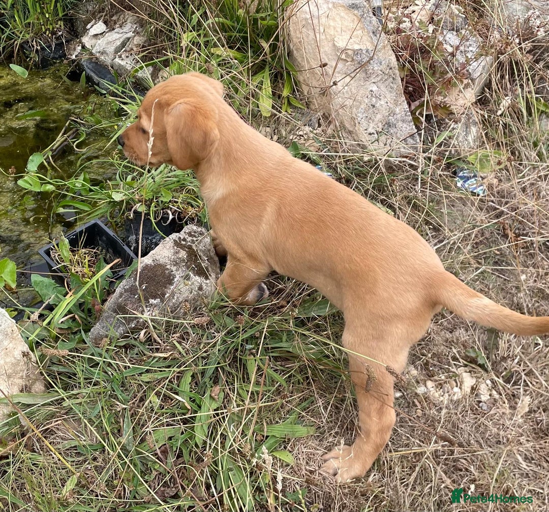 Labrador Retriever dogs for sale: Beautiful Health Checked Female KC Reg Lab Pup - Image 14
