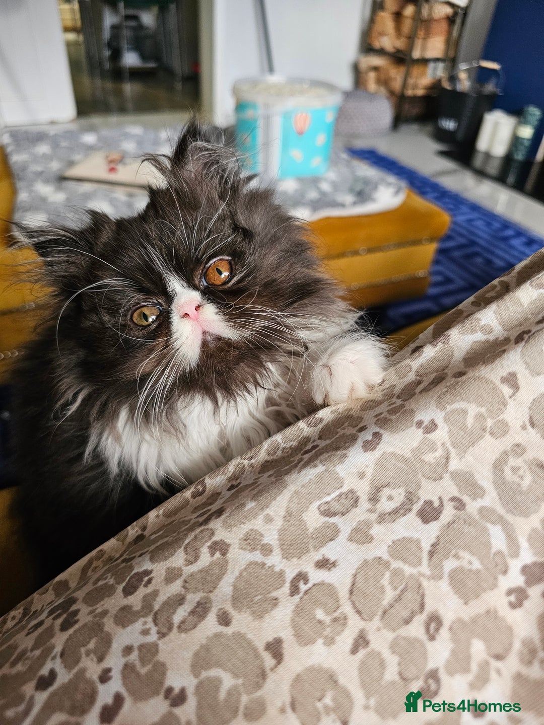 Persian cats for sale: *Reduced*persian kittens for sale 😍 *ready now - Image 12