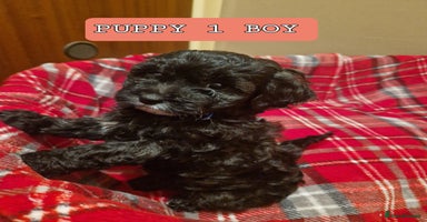 Shihpoo dogs - Advert 1