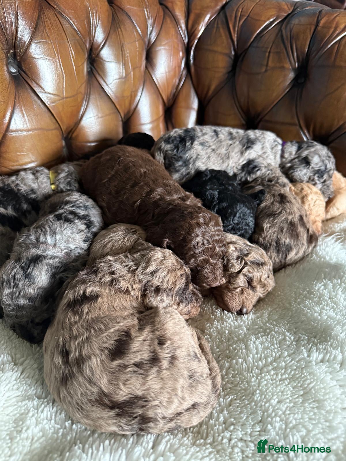 Labradoodle dogs Miniature Curly-Coated Teddybear Labradoodles  - Advert 1