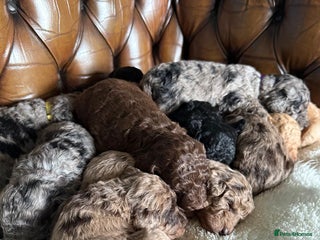 Labradoodle dogs Miniature Curly-Coated Teddybear Labradoodles - Advert 1