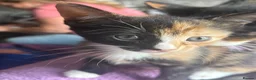 Mixed Breed cats for sale: Beautiful Kittens for Sale - Advert 6