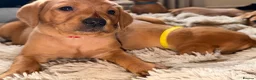 Labrador Retriever dogs for sale: Stunning fox red Labrador pups 🐶  in Rotherham - Advert 31
