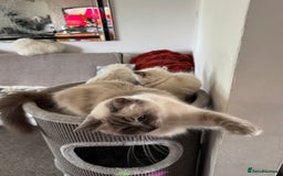Ragdoll cats for sale: Adorable Ragdoll baby’s  - Image 5