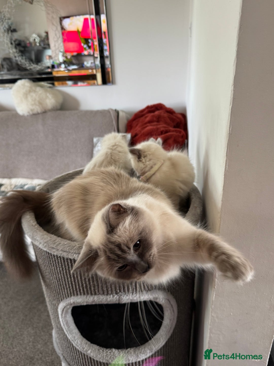 Ragdoll cats for sale: Adorable Ragdoll baby’s  - Image 5