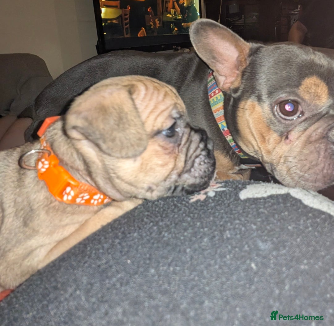 Mixed Breed dogs for sale: Little Boy Northern Ireland  - Advert 21