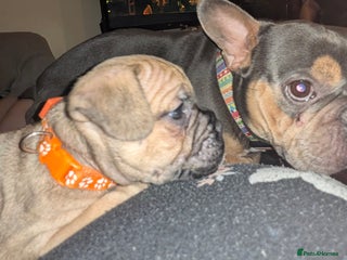 Mixed Breed dogs Little Boy Northern Ireland - Advert 12