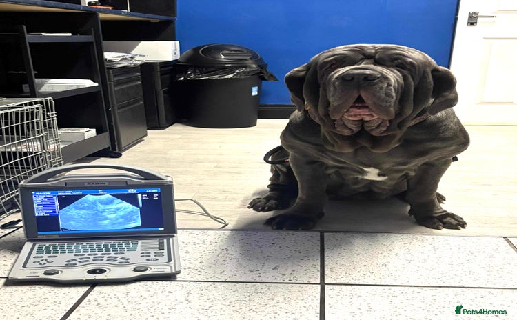 Neapolitan Mastiff dogs - Advert 9