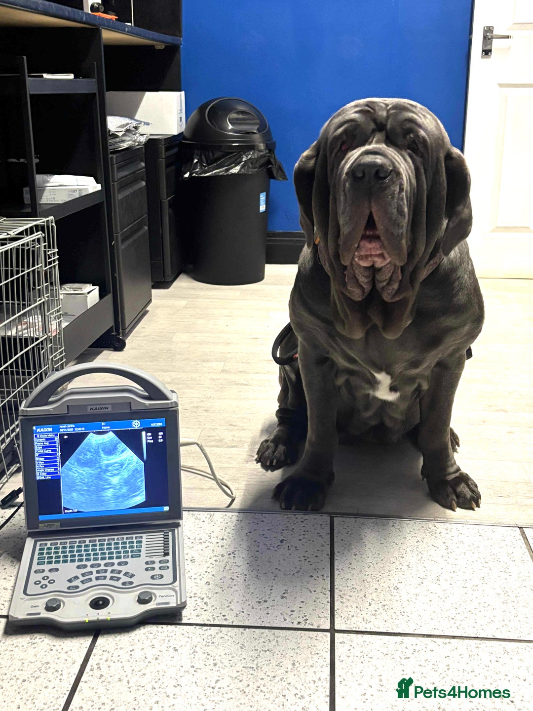 Neapolitan Mastiff dogs for sale: Neapolitan mastiff puppies due 27th September - Image 1