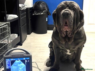 Neapolitan Mastiff dogs - Advert 6