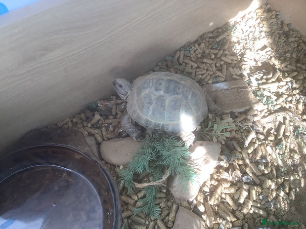 Tortoise reptiles - Advert 1
