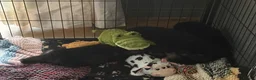 Mixed Breed dogs for sale: Alaska shepherd x  - Advert 15