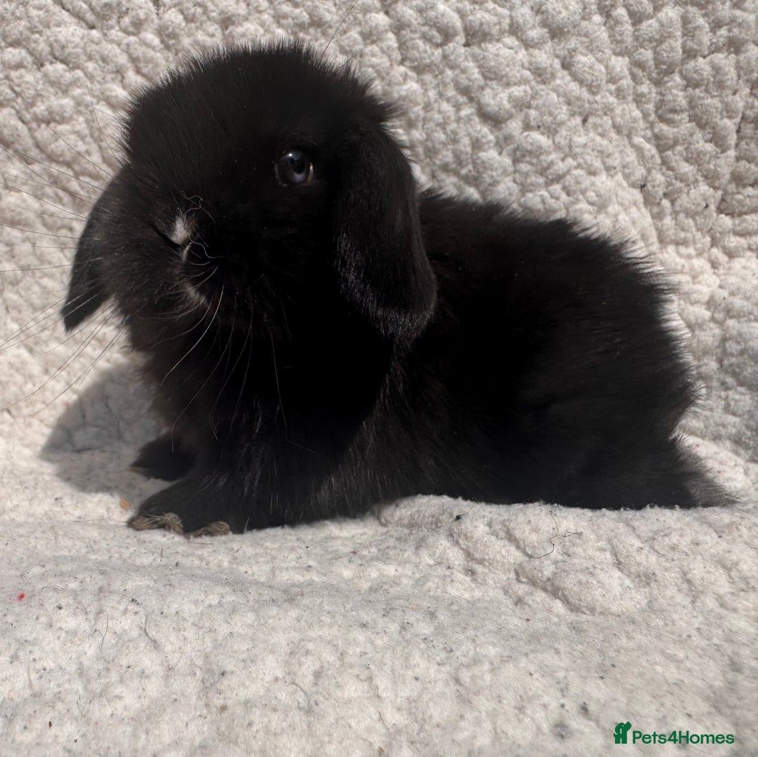 Mini Lop rabbits for sale: STUNNING mini lop babies  - Image 5