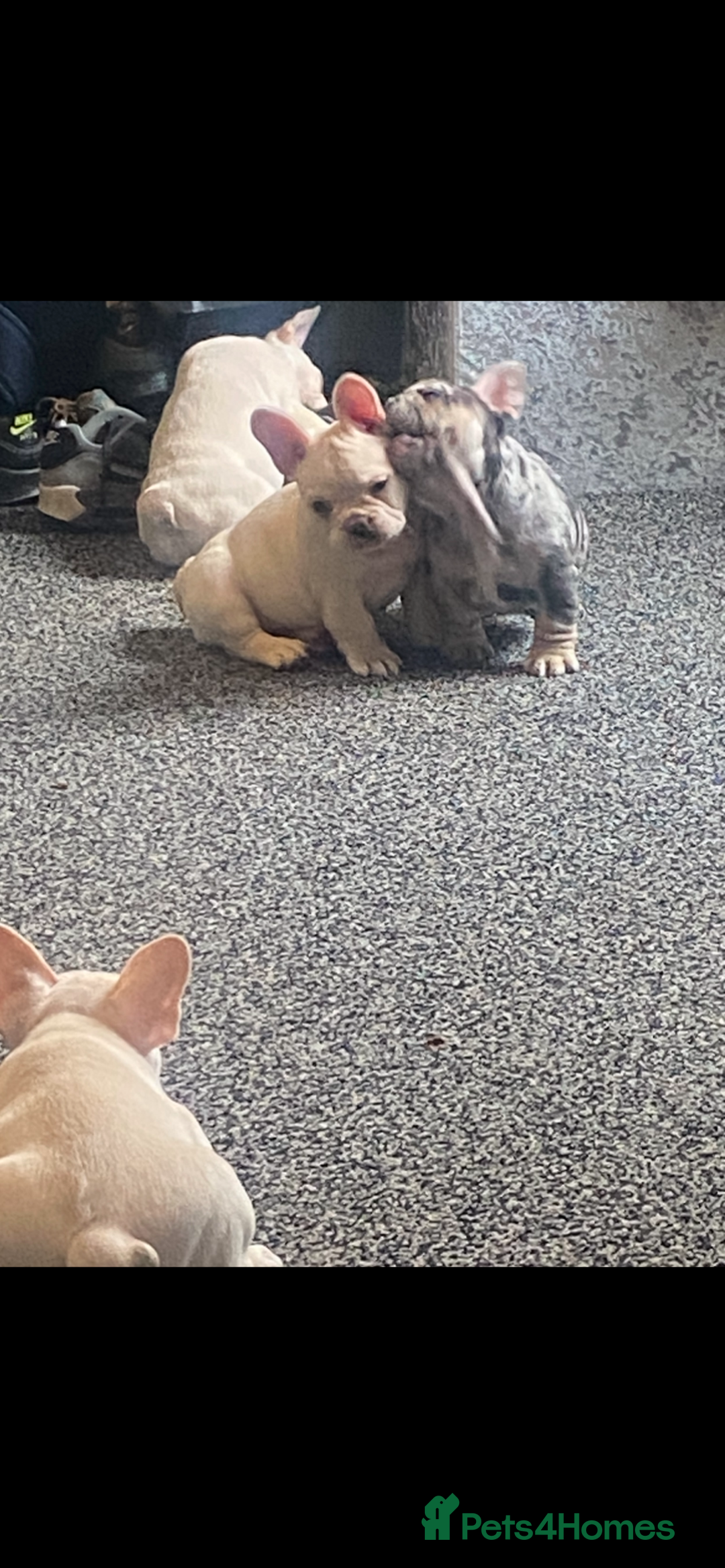 French Bulldog dogs for sale: French bulldog  - Image 4