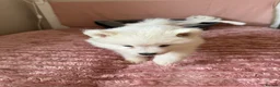 Samoyed dogs for sale: Crufts line + health tested Samoyeds - Advert 27