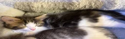 Mixed Breed cats for sale: 3 beautiful kittens ready to leave  - Advert 12