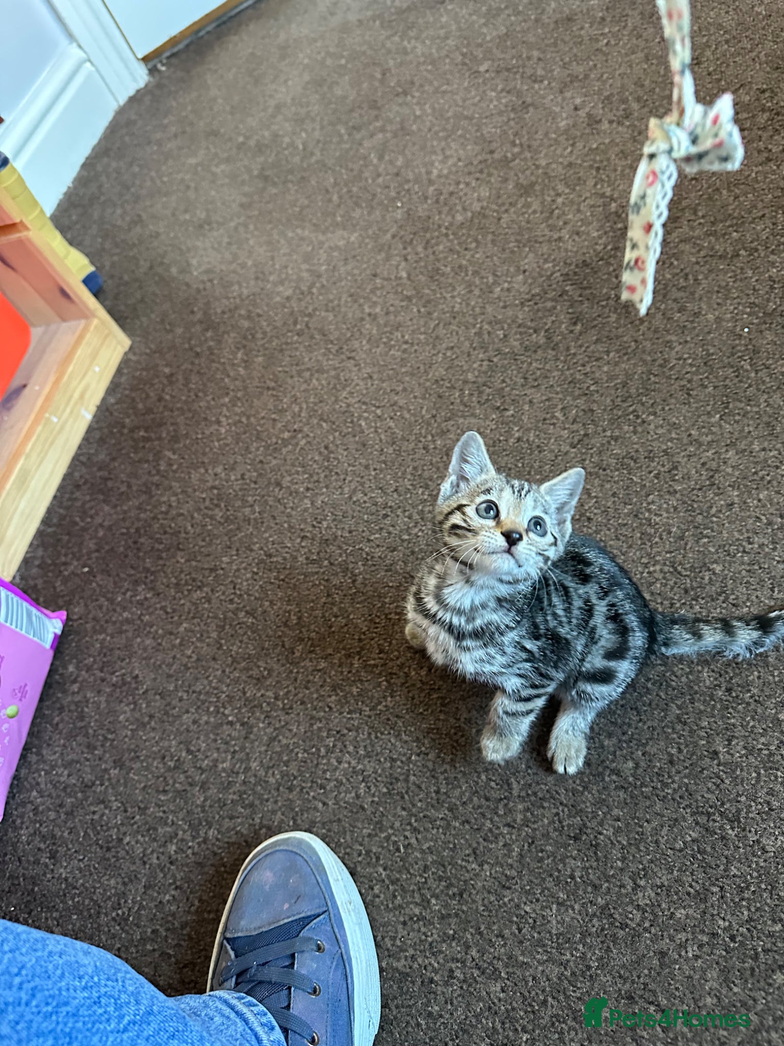 Bengal cats We have two Bengal kittens for sale - Advert 9