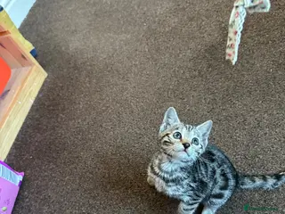 Bengal cats We have two Bengal kittens for sale - Advert 9