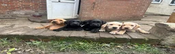 Labrador Retriever dogs for sale: Stunning Labrador puppies for sale - Advert 13