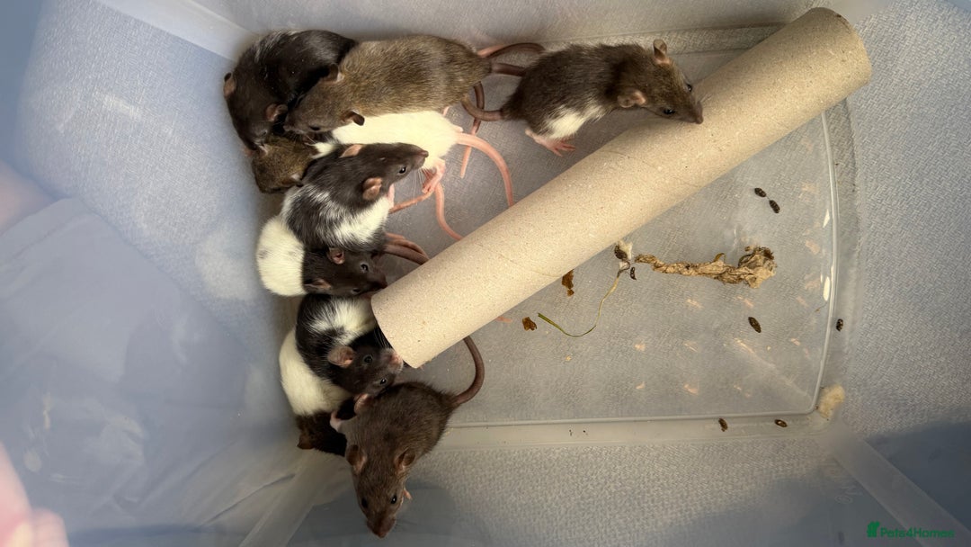 Rat rodents for sale: Dumbo/Rex rats  - Image 6