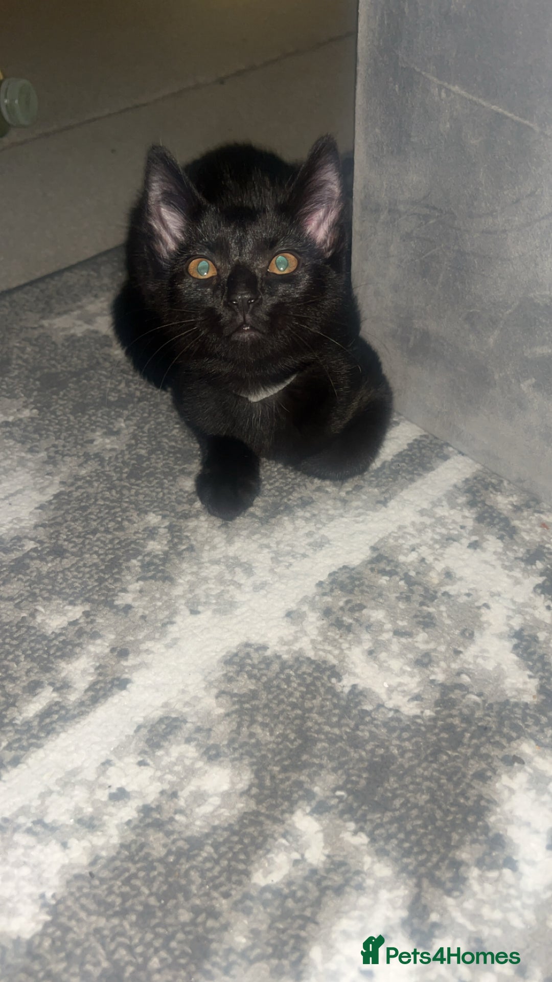 Siberian cats for sale: Siberian x Chartreux - Advert 3