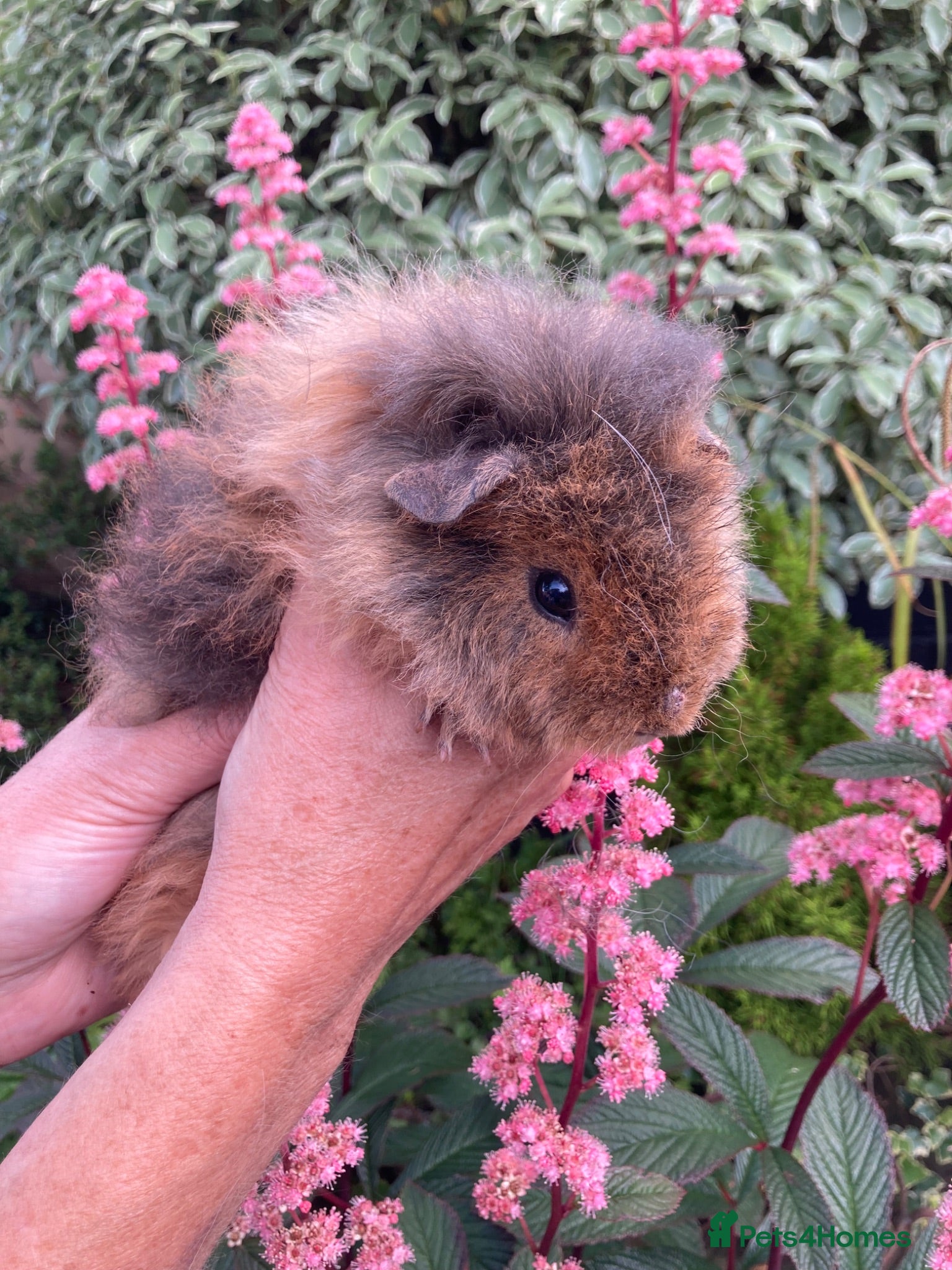 Guinea Pig rodents 5 gorgeous 🐹 Guinea pigs  - Advert 1