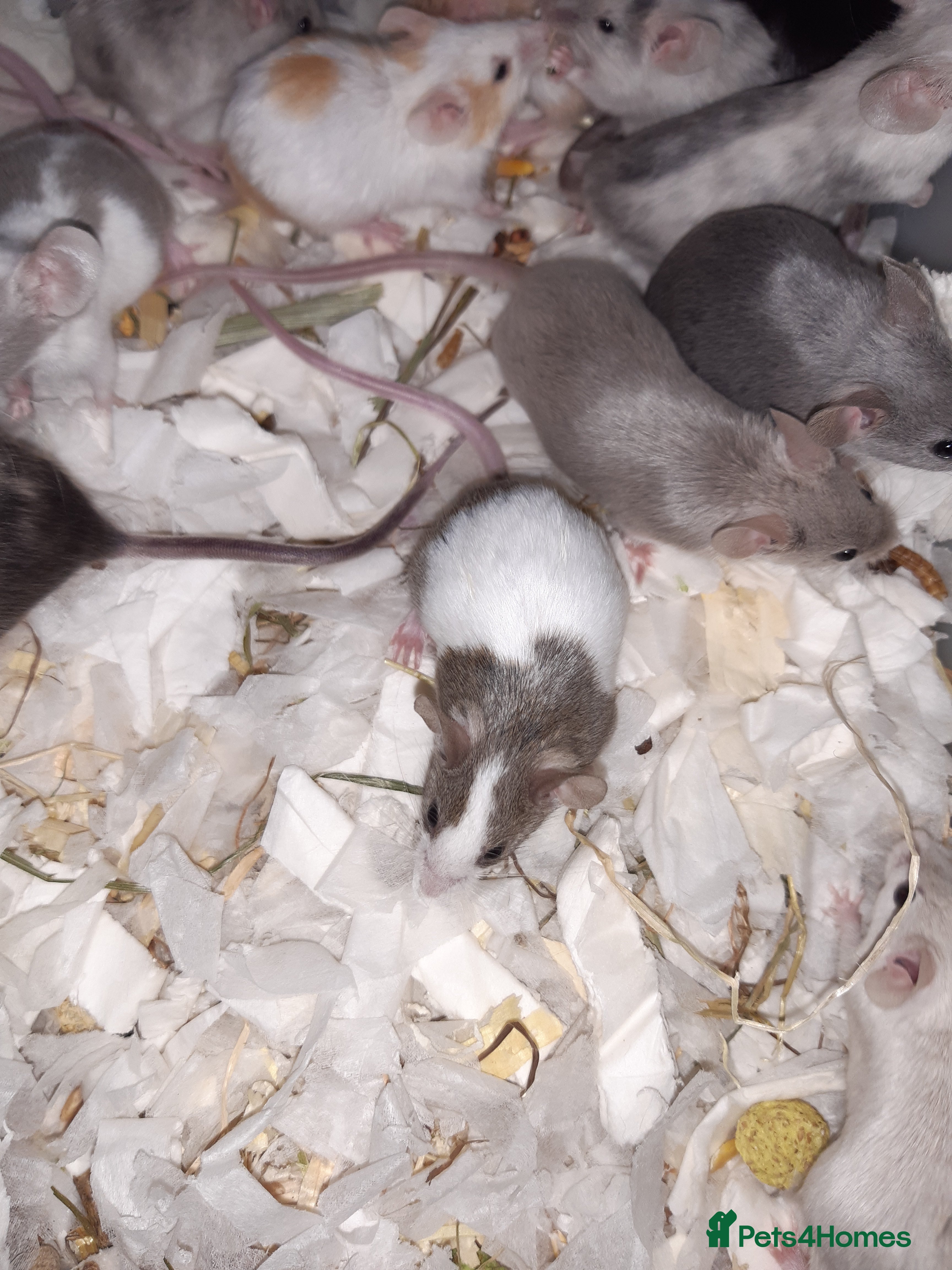 Mouse rodents Baby female fancy mice ready now - Advert 1