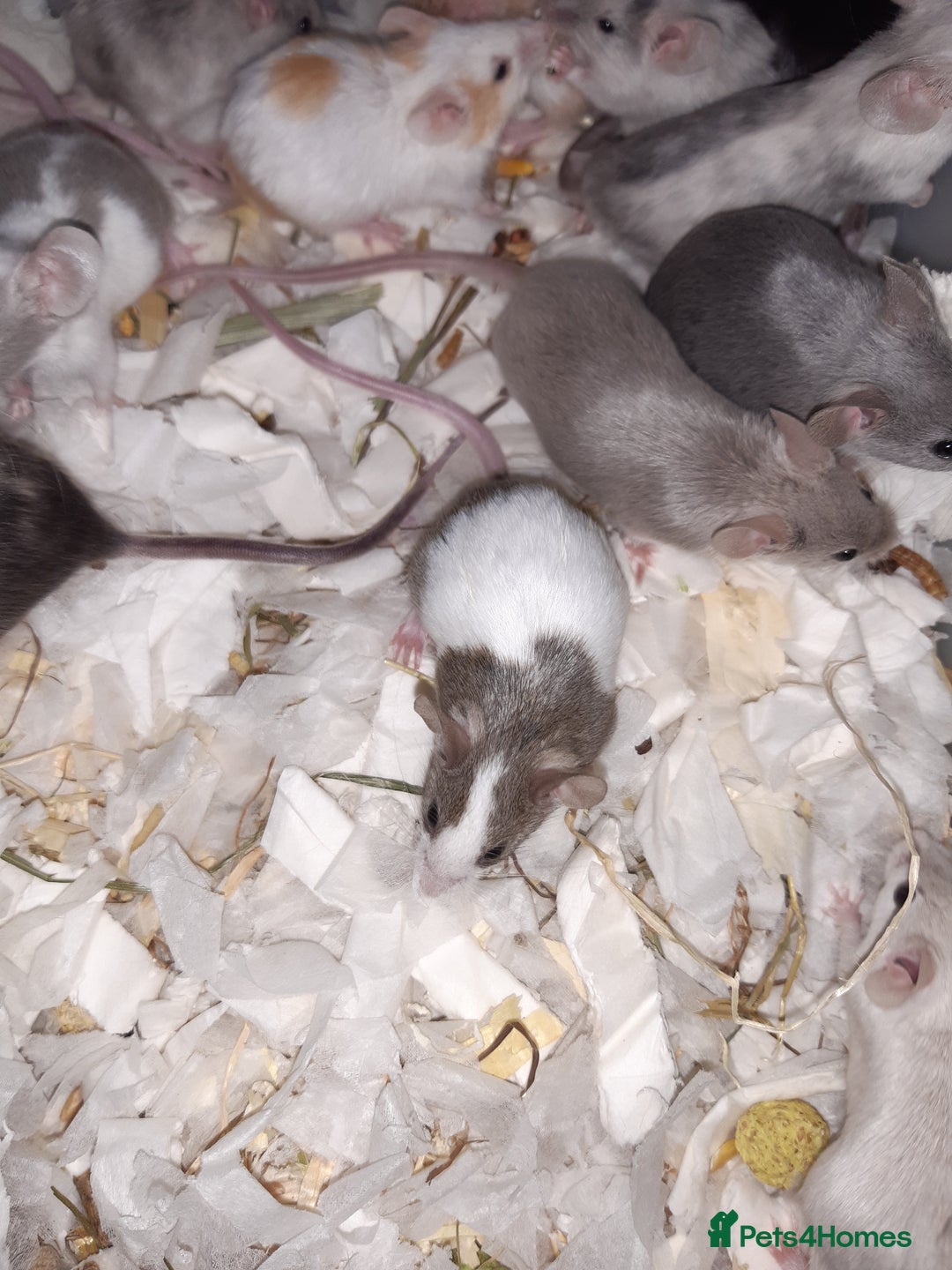 Mouse rodents for sale: Baby female fancy mice ready now - Advert 1