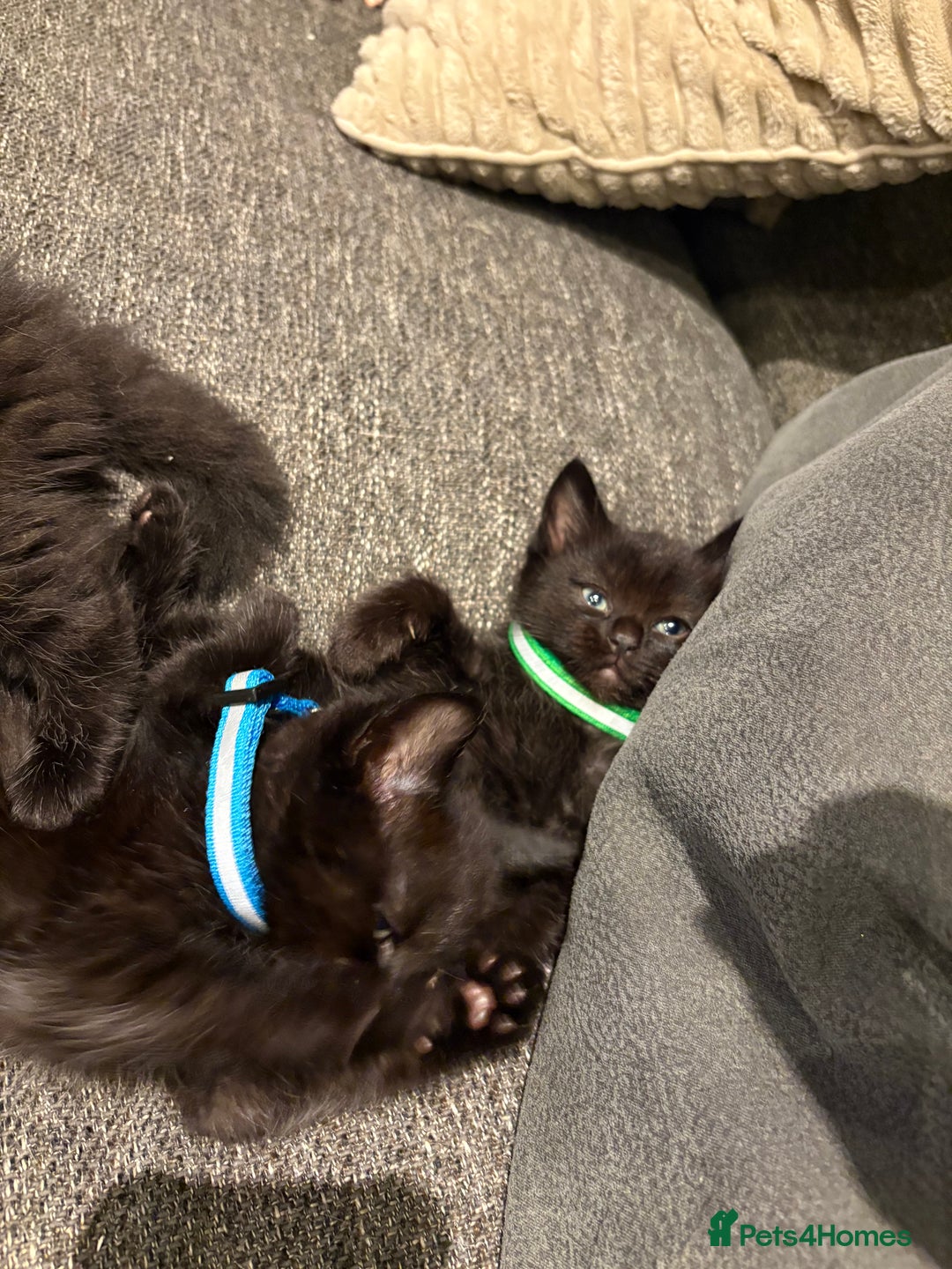 Mixed Breed cats for sale: 5 beautiful mix bread ragdoll fluffy kittens  - Image 18