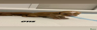 Cockapoo 1