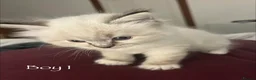 Ragdoll cats for sale: Outstanding GCCF Seal Lynx Ragdoll Kittens 🐾 - Advert 12