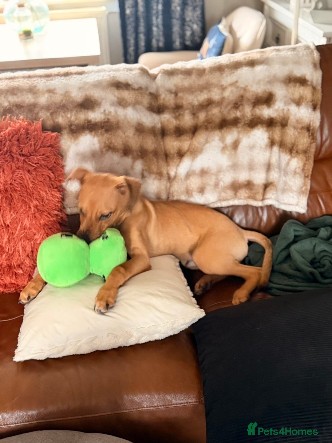 Mixed Breed dogs for sale: Little rottie x staff for sale  - Advert 10