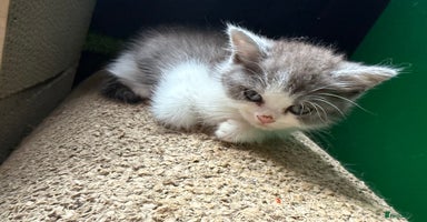 British Shorthair cats - Advert 4