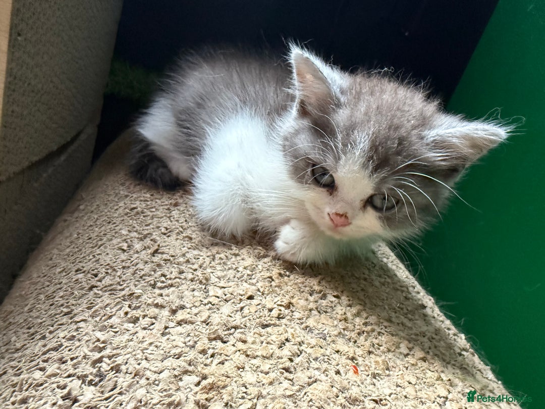 British Shorthair cats for sale: British Shorthair Champion Line kittens 🏆🥇😻 - Image 3