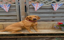 Labrador Retriever dogs for sale: Fox Red Labrador Puppies  - Image 13