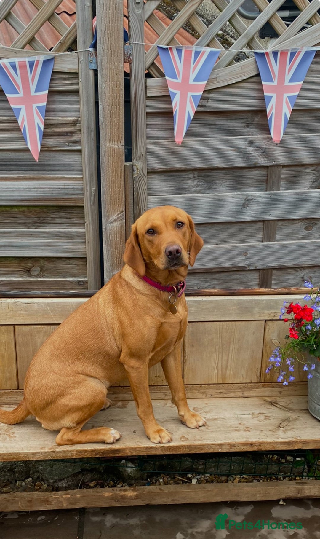 Labrador Retriever dogs for sale: Fox Red Labrador Puppies  - Image 13