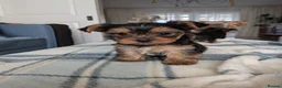 Yorkshire Terrier dogs for sale: Adorable Mini Toy Yorkshire Terrier Puppies - Advert 5