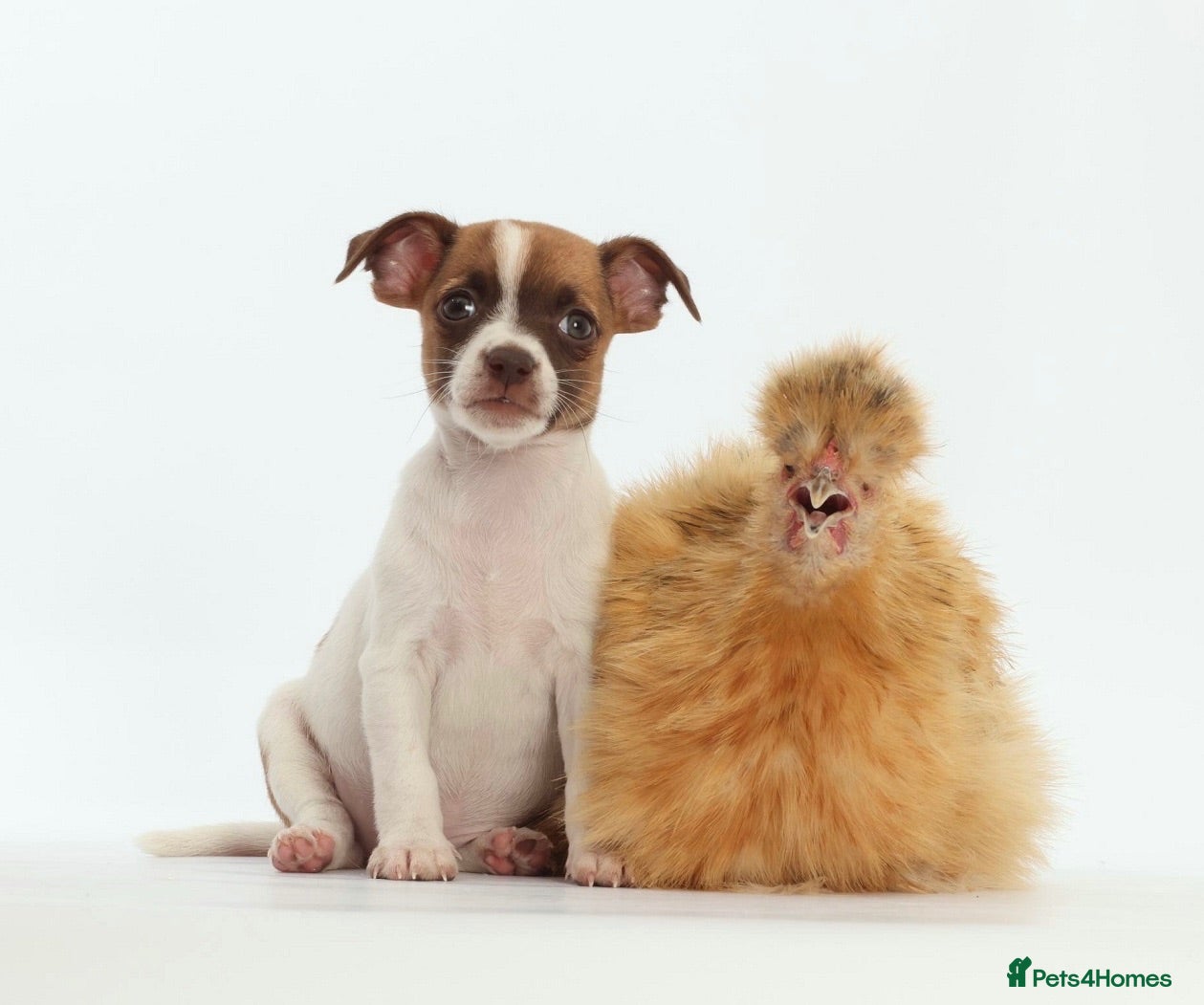 Jack Russell dogs Adorable babies  - Advert 2