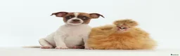 Jack Russell dogs for sale: Adorable mini Jack Russell babies  - Advert 13