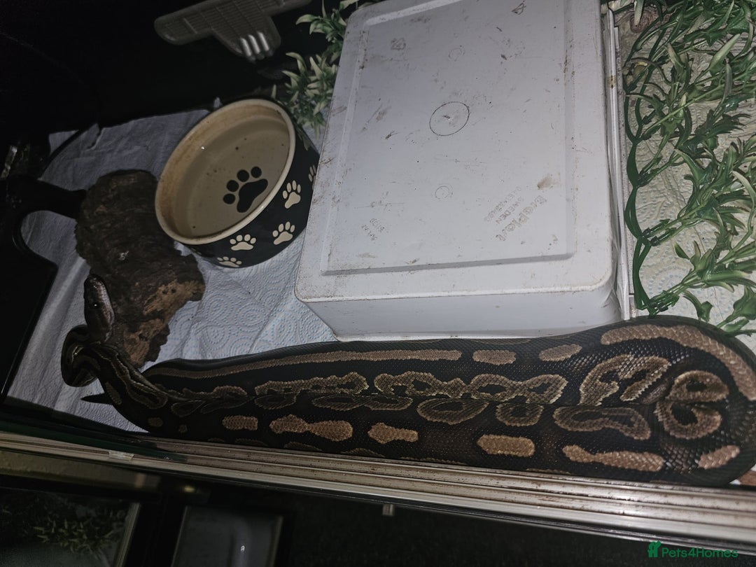 Python Snake reptiles for sale: 12 Rescue Royal Pythons For Sale - Image 12