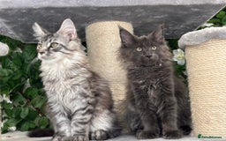 Maine Coon cats for sale: TICA 5 GEN PEDIGREE DNA TESTED  - Image 10