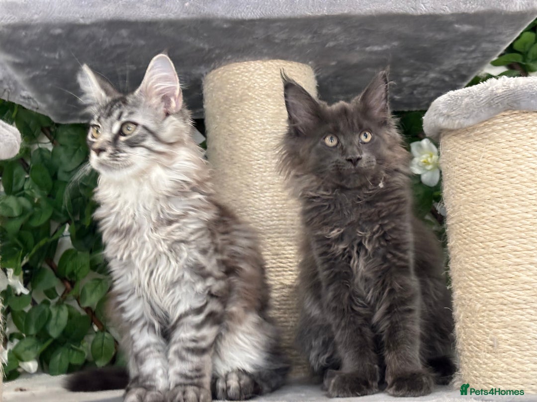 Maine Coon cats for sale: TICA 5 GEN PEDIGREE DNA TESTED  - Image 10