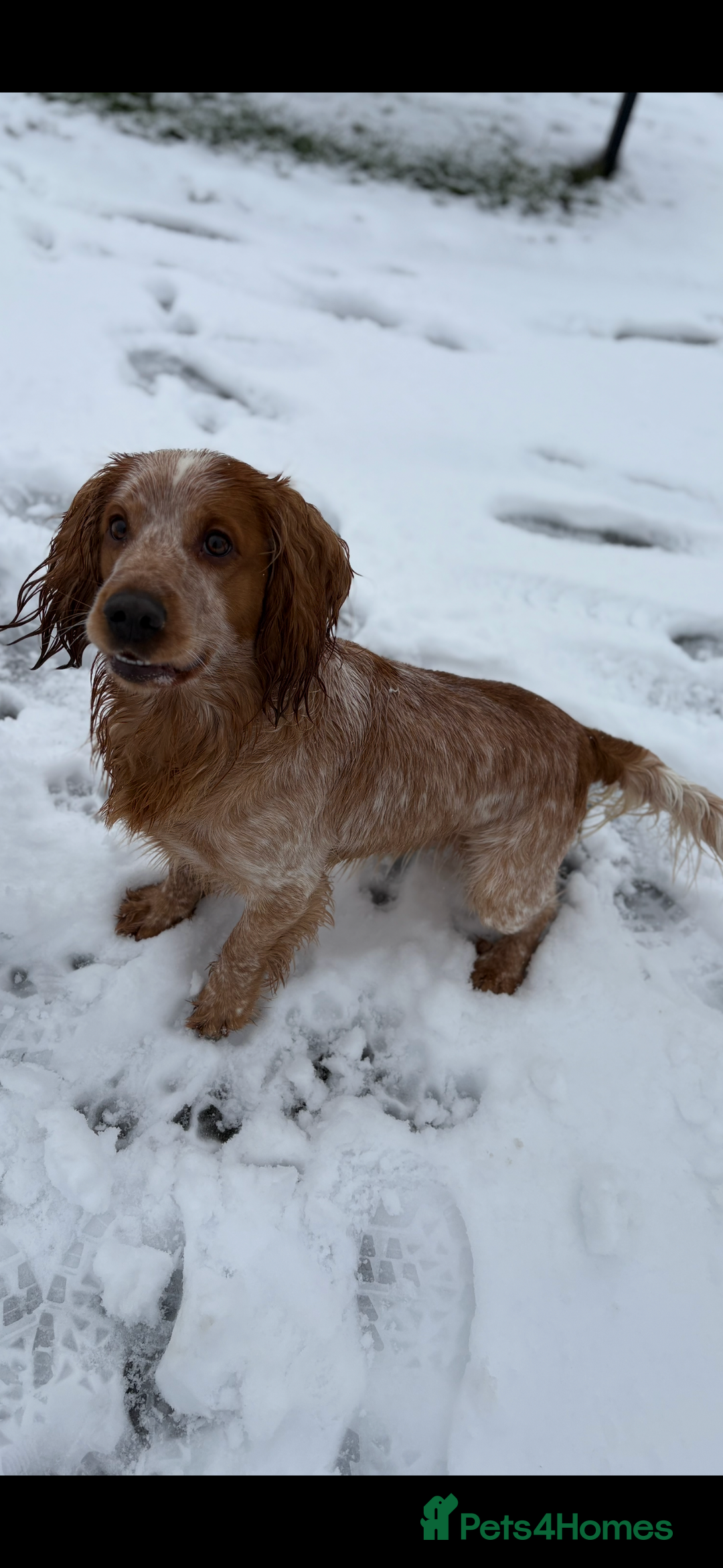 Cocker Spaniel dogs for stud: Lemon roan cocker spaniel stud - Image 5
