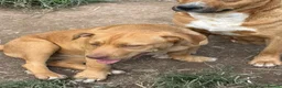 Mixed Breed dogs for adoption: Mum & Daughter Pair - Zelda & Freya in Brighton - Advert 10