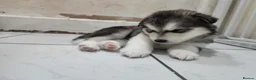 Siberian Husky dogs for sale: ​🐾STUNNING Siberian Husky Puppies💎Blue eyes🐾🐾 - Advert 11