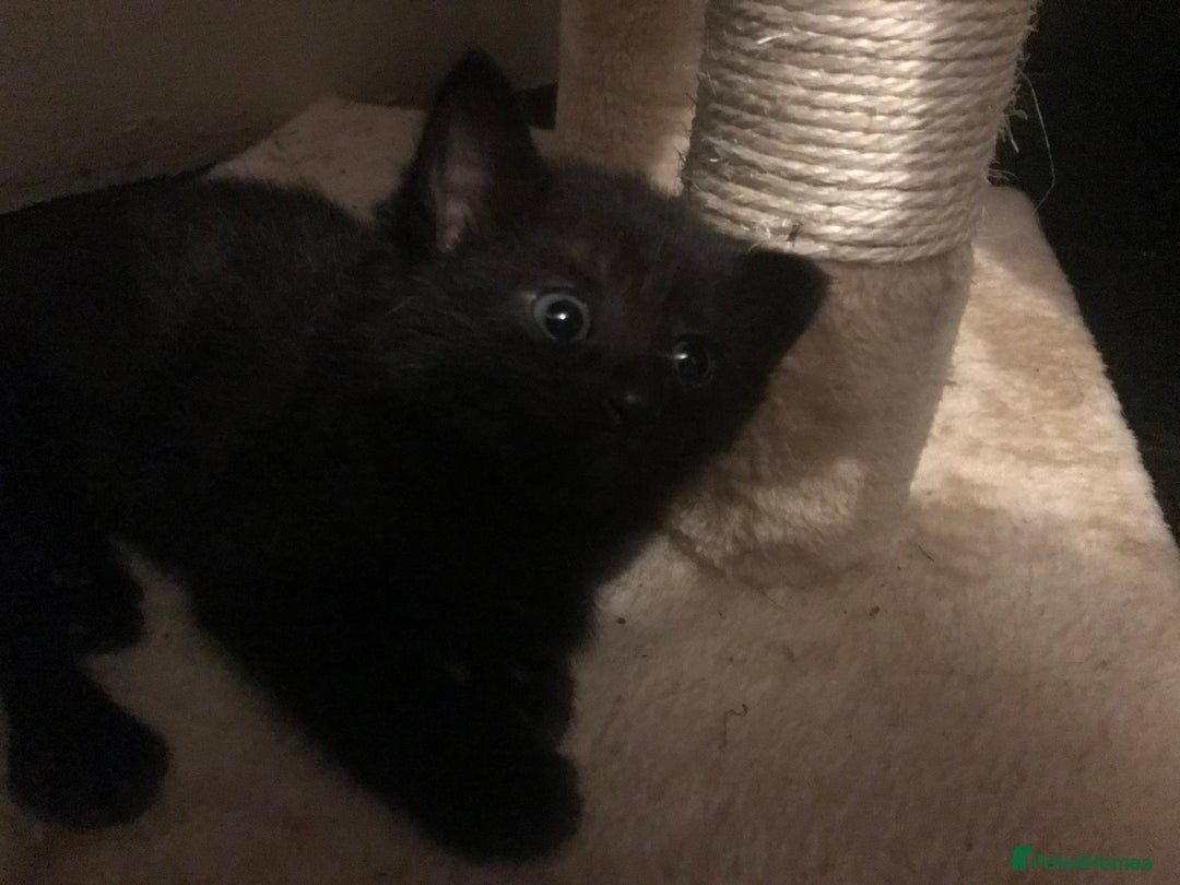 Mixed Breed cats for sale: Kittens  - Image 10
