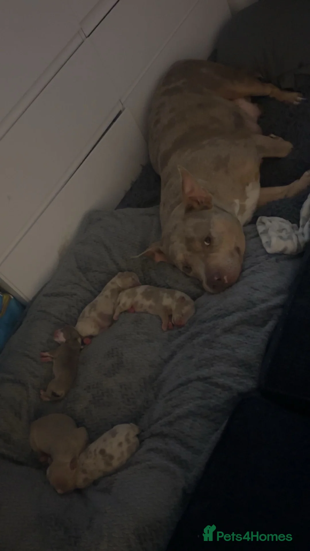 American Bully dogs for sale: American bully puppy’s  - Advert 2