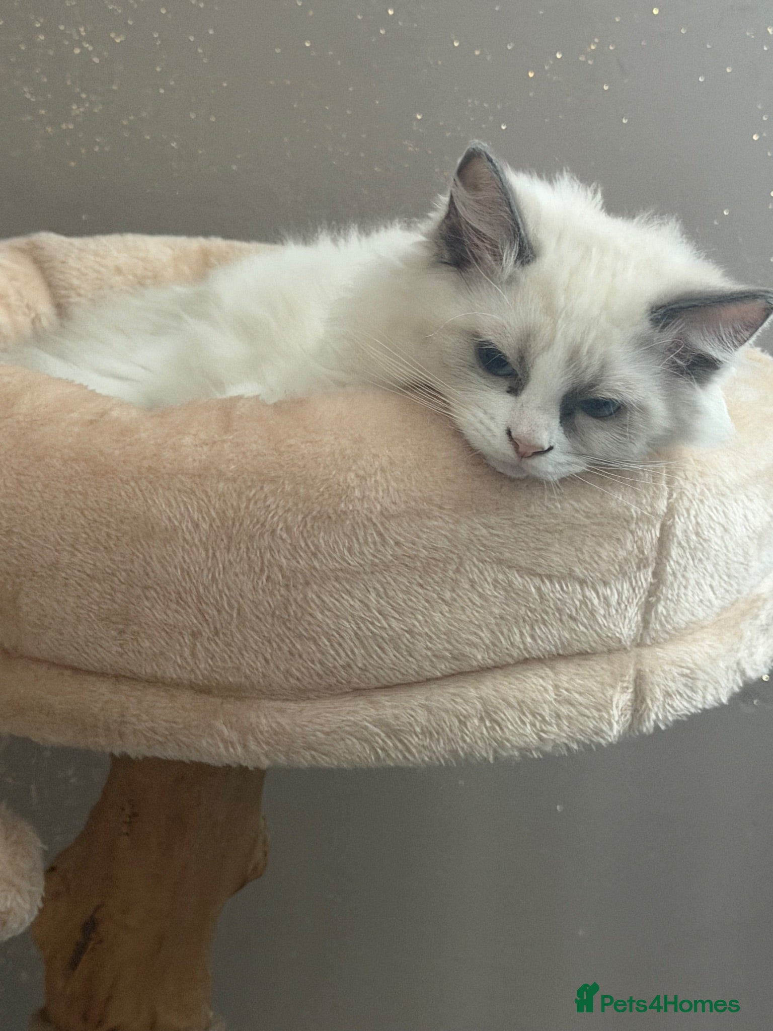 Ragdoll cats Beautiful Boy ragdoll  - Advert 17