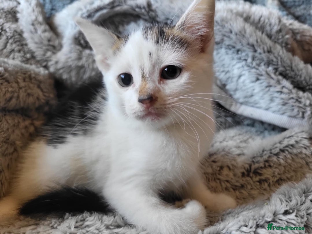 Mixed Breed cats for sale: 4 beautiful little kittens  - Image 15