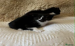 Mixed Breed cats for sale: Kittens  - Advert 8